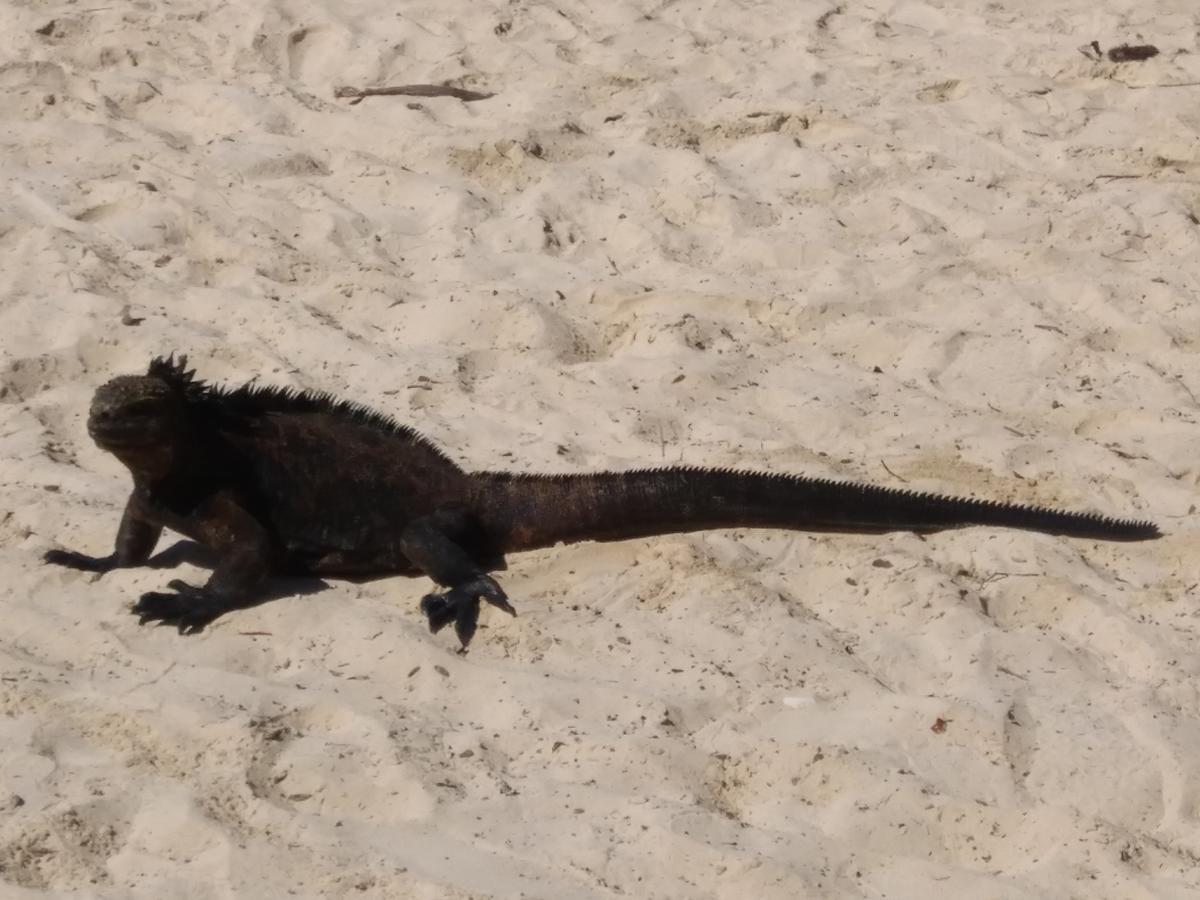 Suymar Ecolodge Galapagos Puerto Ayora  Eksteriør billede